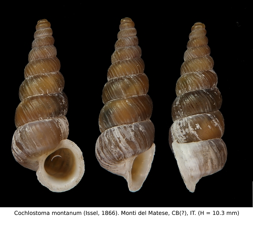 Cochlostoma montanum montanum (Issel, 1866) dalle Apuane